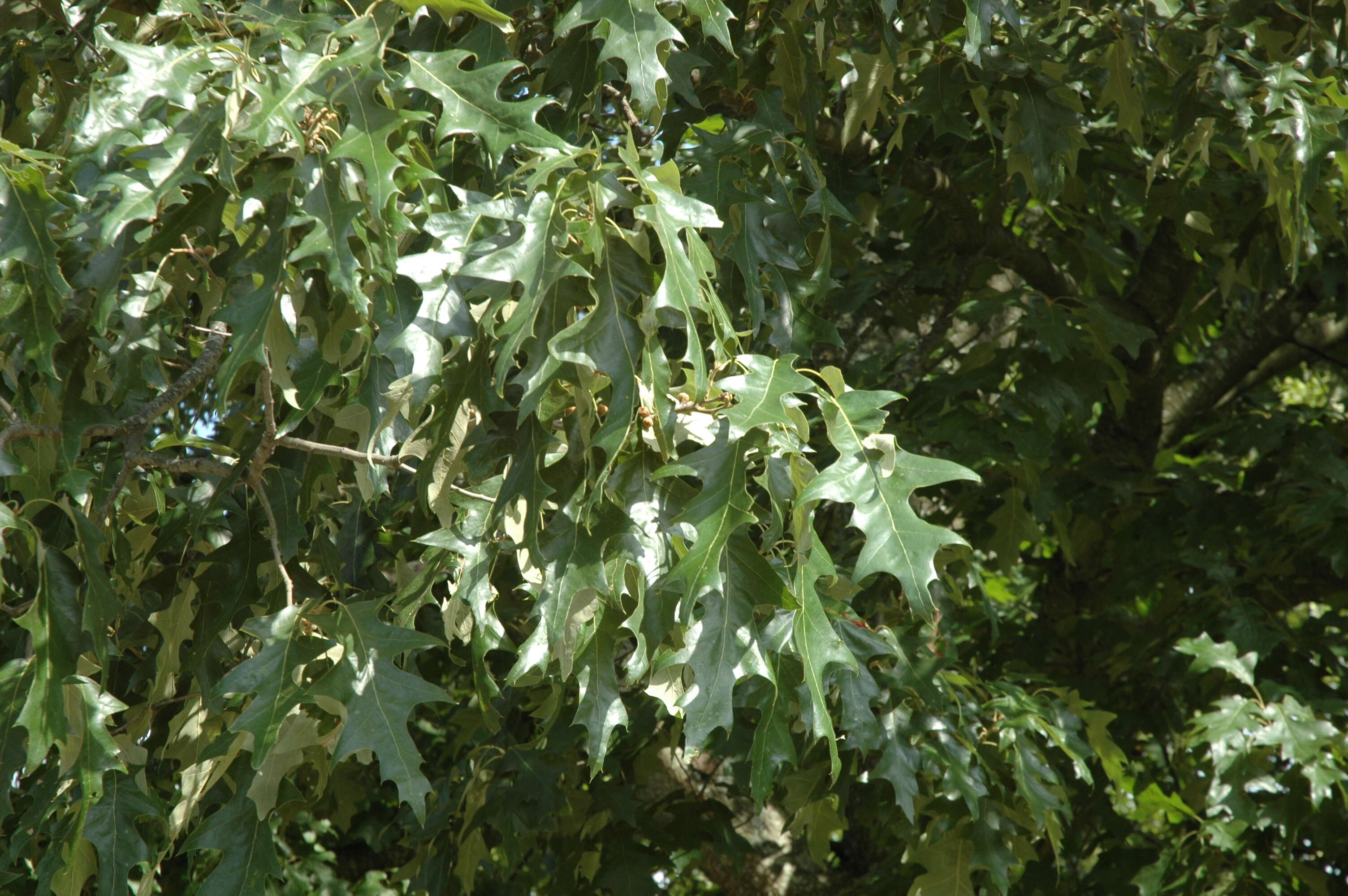 Image de Quercus pagoda Raf.