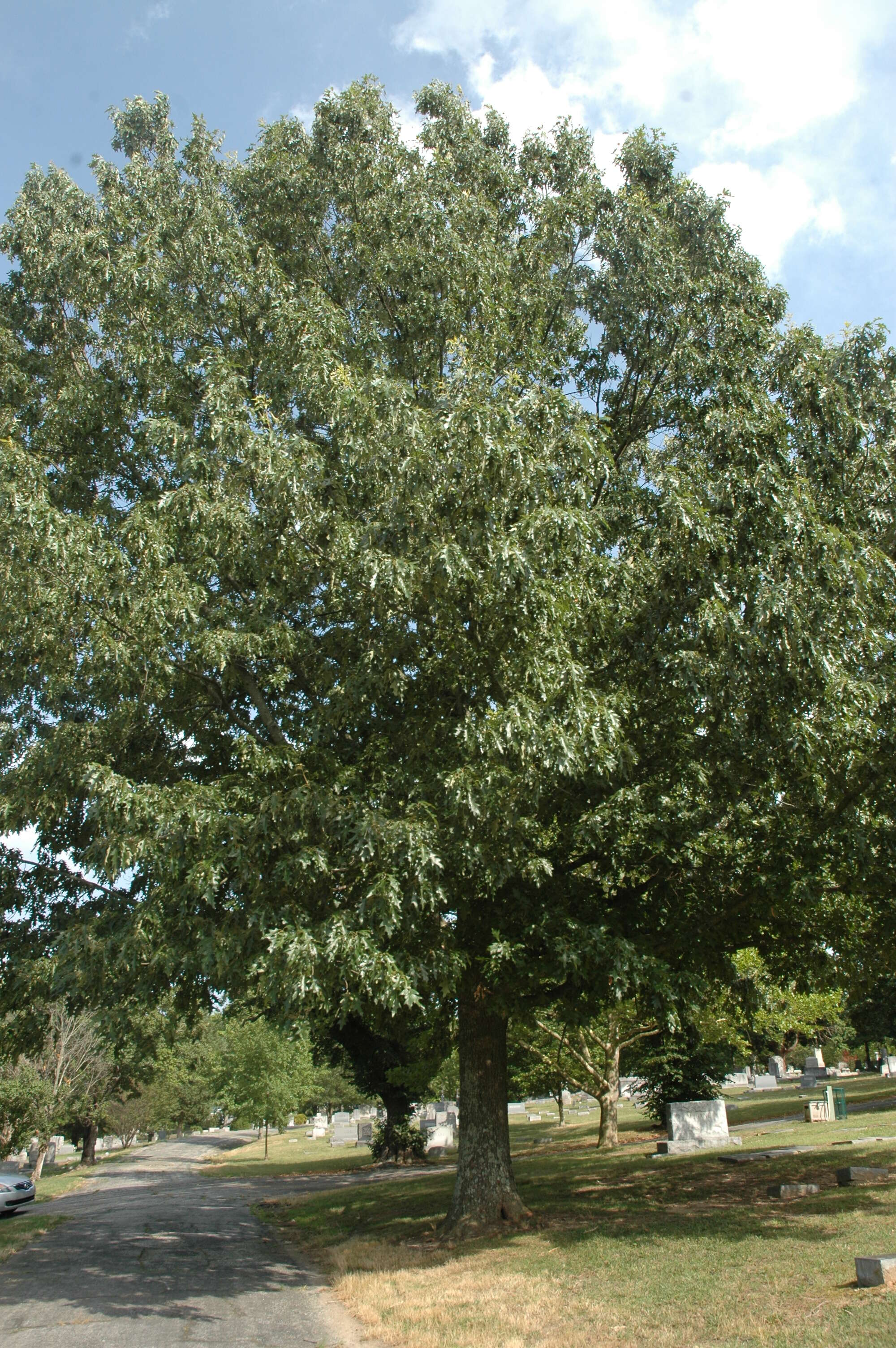 Image de Quercus pagoda Raf.