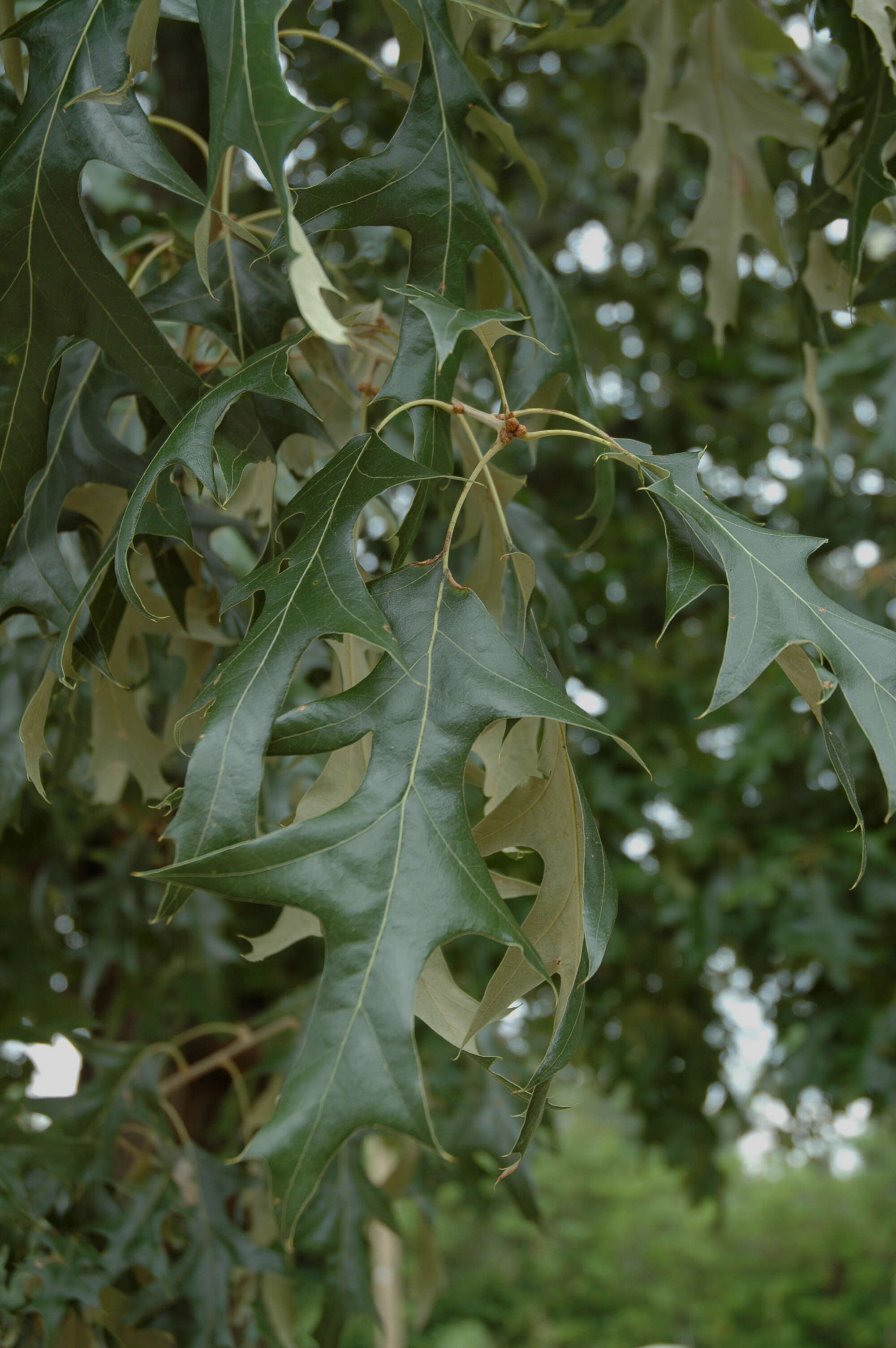 Image de Quercus pagoda Raf.