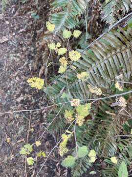 Imagem de Holodiscus discolor var. discolor