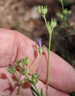 Plancia ëd Allophyllum gilioides subsp. gilioides