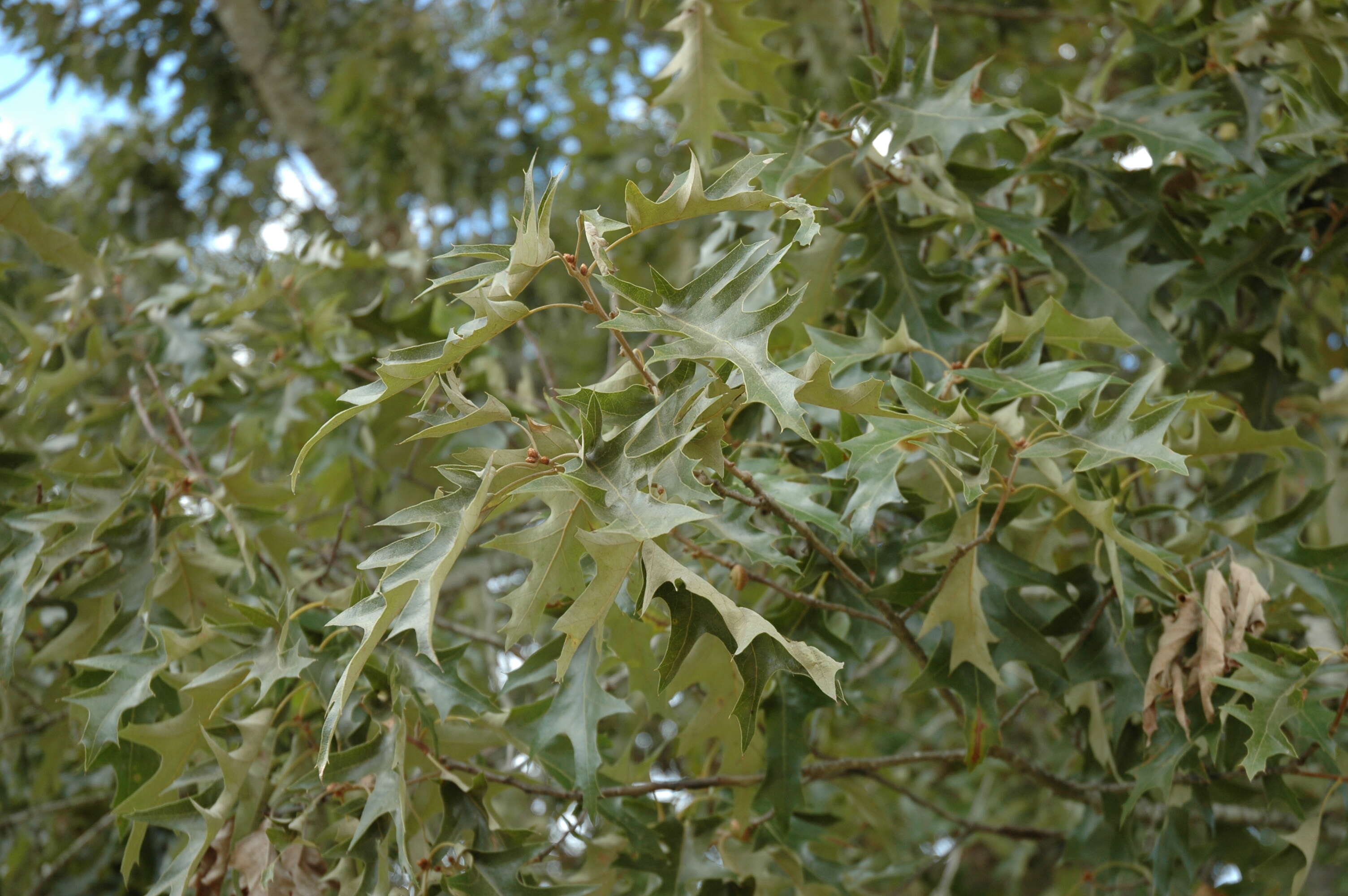 Image de Quercus pagoda Raf.