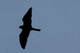 Image of Black-shouldered Kite