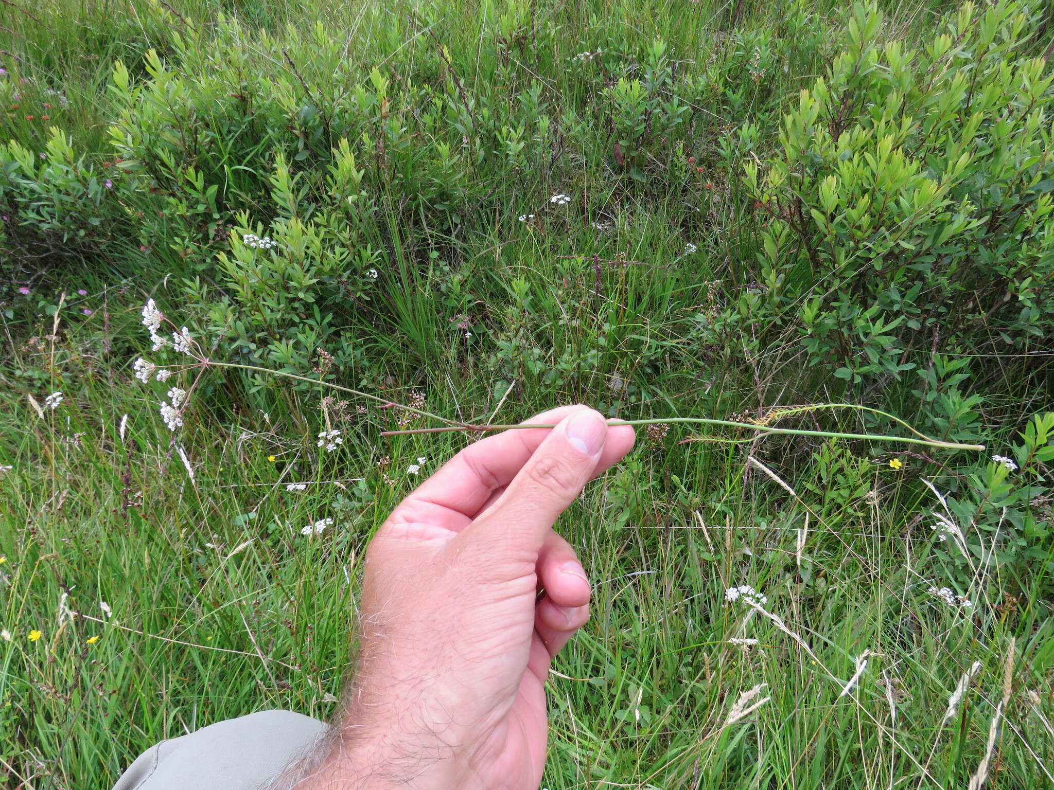 Image of Carum verticillatum (L.) W. D. J. Koch