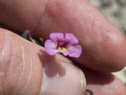 Image of Torrey's monkeyflower