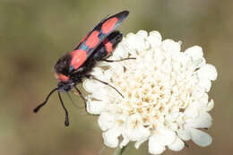 Image of Zygaena cuvieri Boisduval 1828