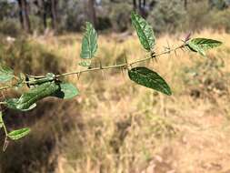 Image of Solanum latens A. R. Bean