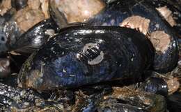 Image of Northern blue mussel