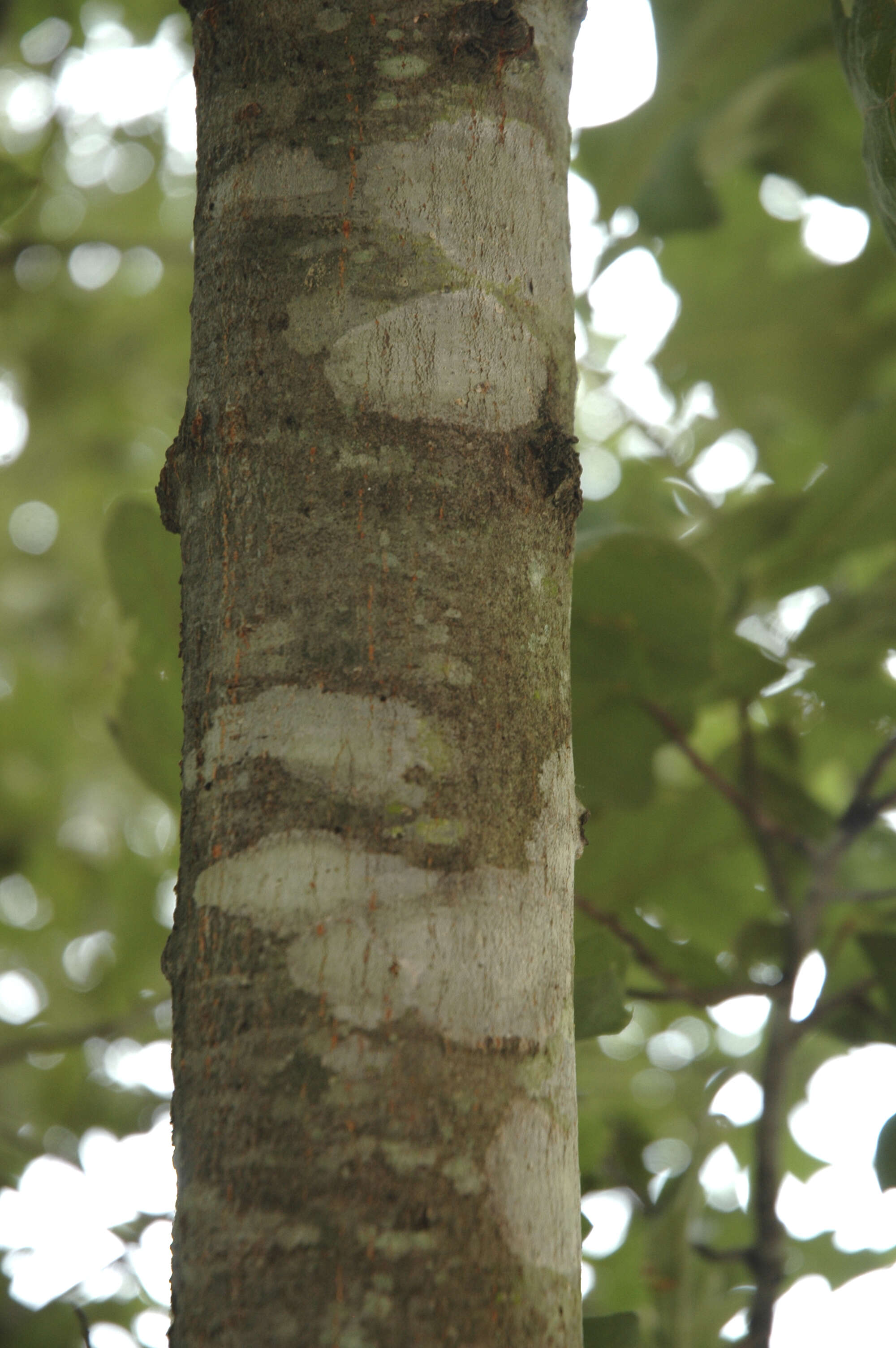 Image de Quercus pagoda Raf.