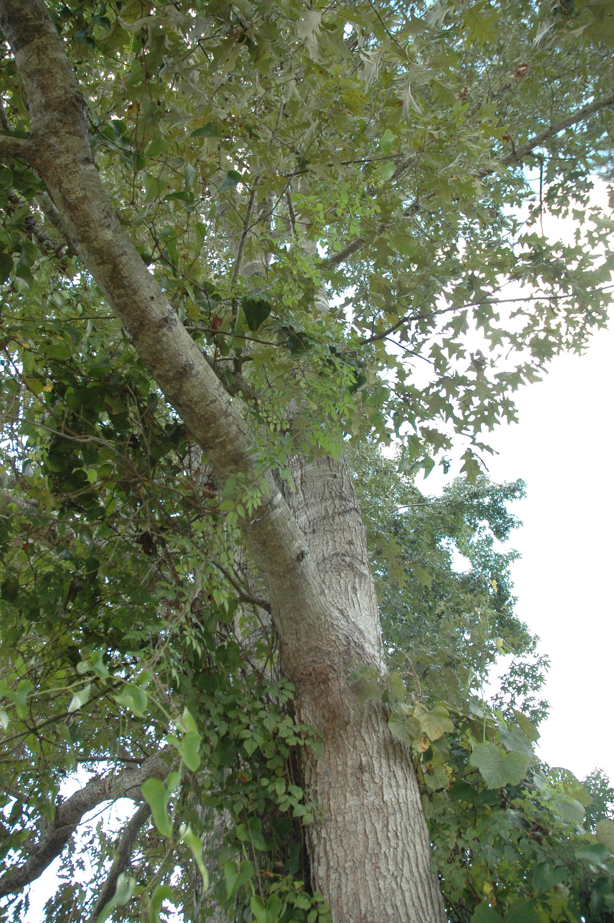 Image de Quercus pagoda Raf.