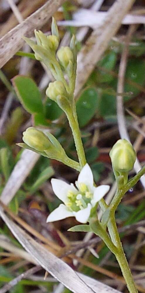 Plancia ëd Thesium humifusum DC.