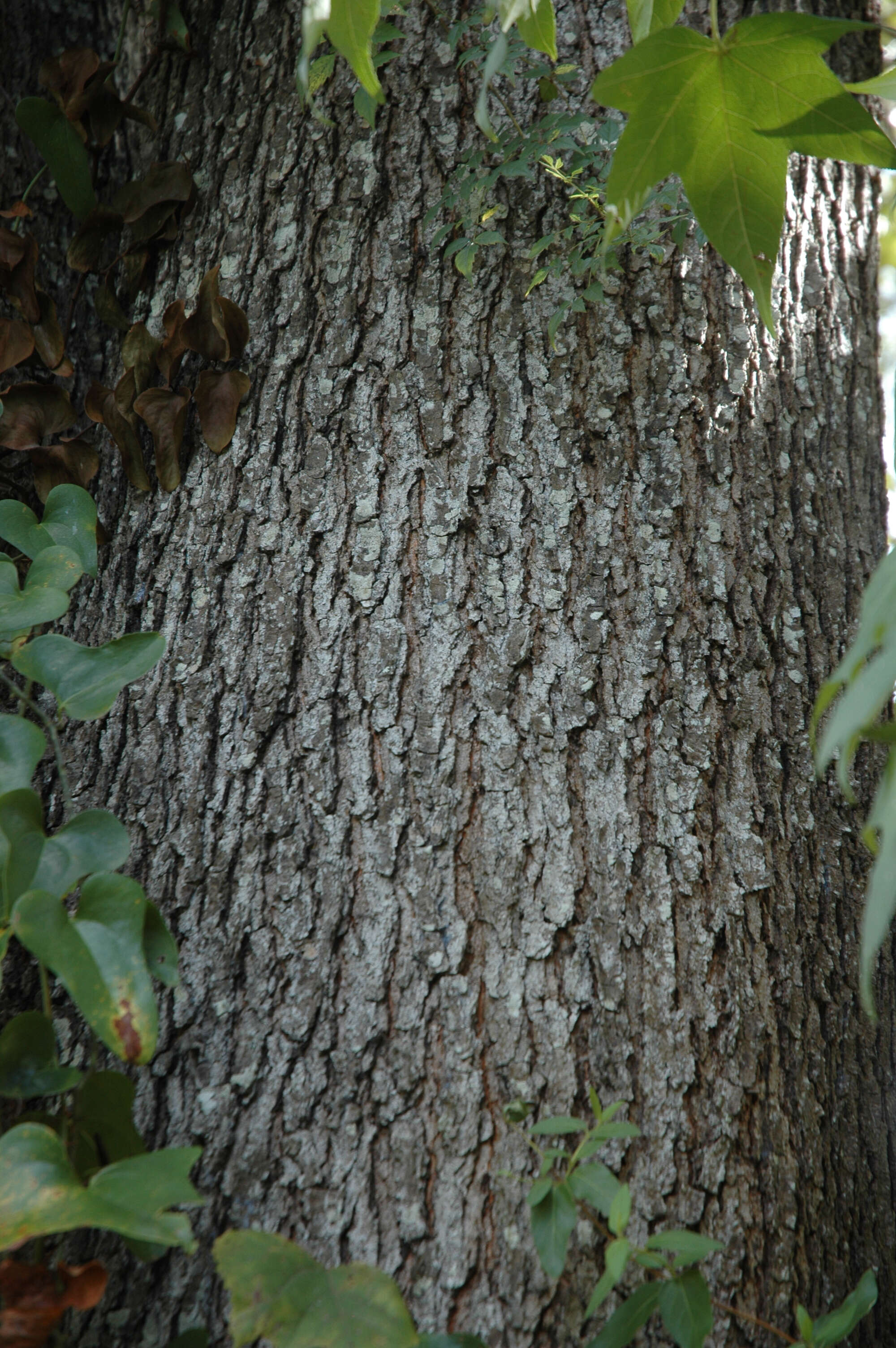 Image de Quercus pagoda Raf.