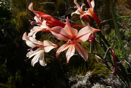 Image of Gladiolus miniatus Eckl.