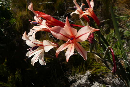 Gladiolus miniatus Eckl. resmi