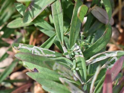 Image of <i>Phytomyza horticola</i>