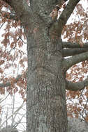 Image de Quercus pagoda Raf.