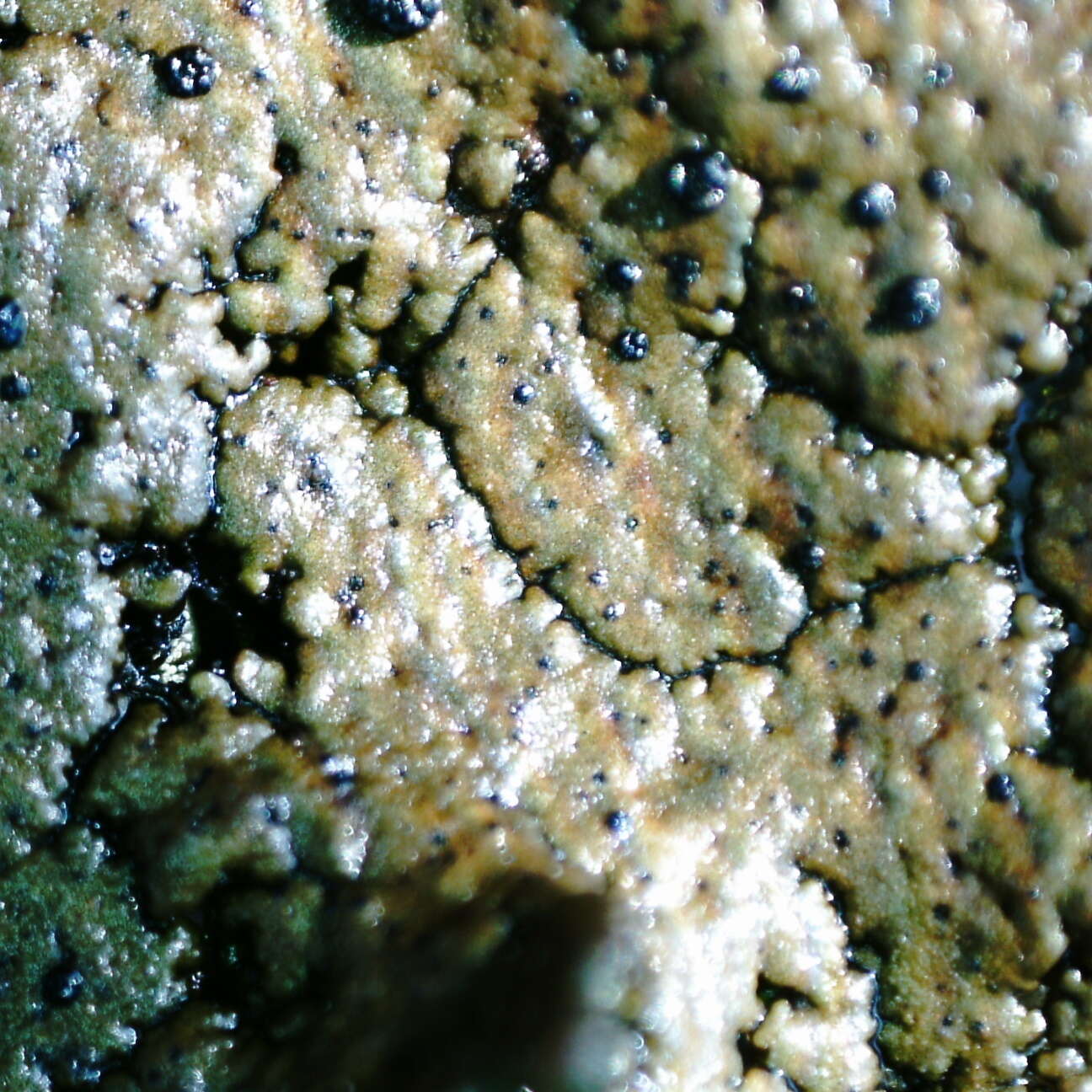 Image of navel lichen