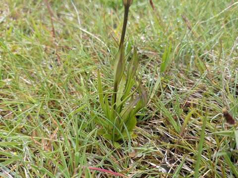 Image of windmill fringed gentian