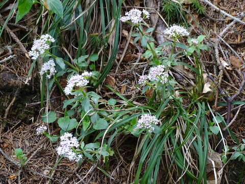 Image of <i>Valeriana tripteris</i>