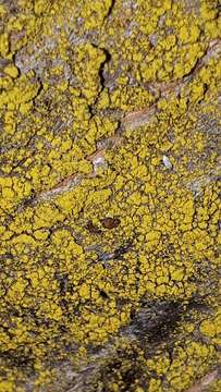 Image of eggyolk lichen