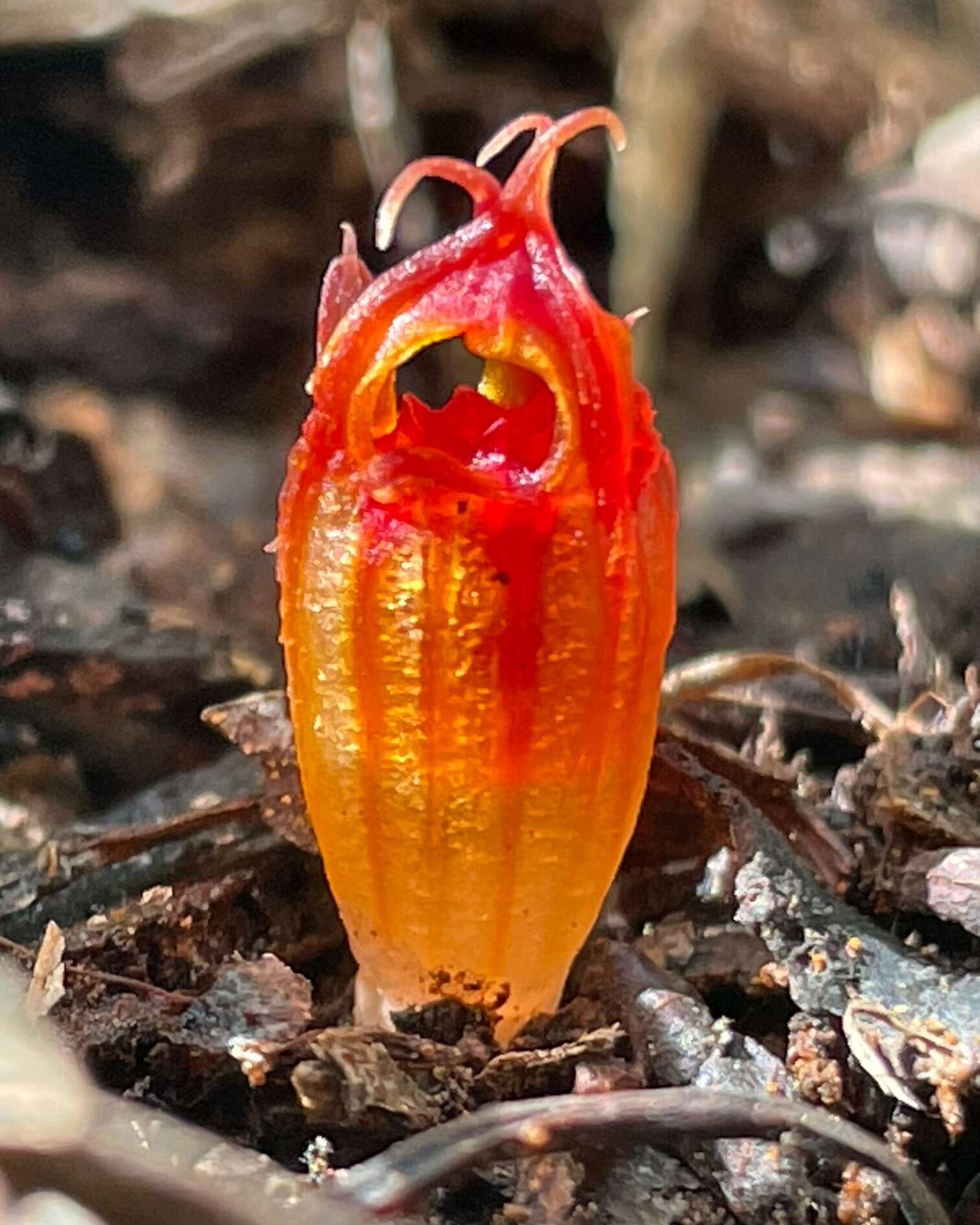 Image of Thismia megalongensis C. A. Hunt, G. Steenbee. & V. Merckx