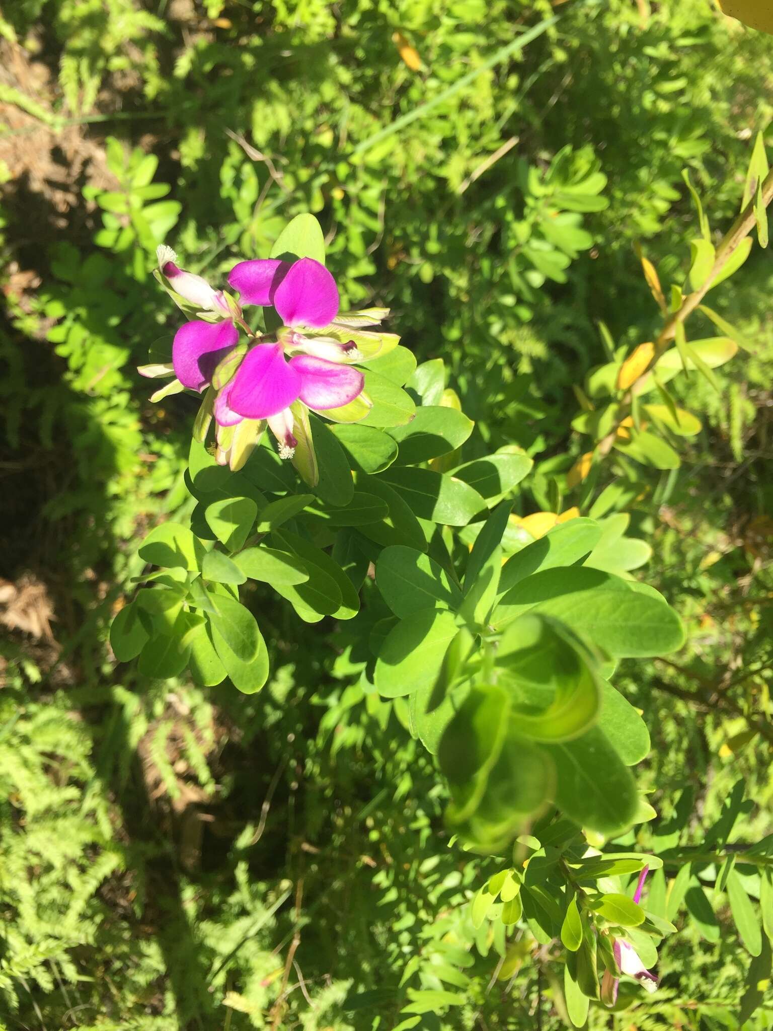 Image of myrtle-leaf milkwort