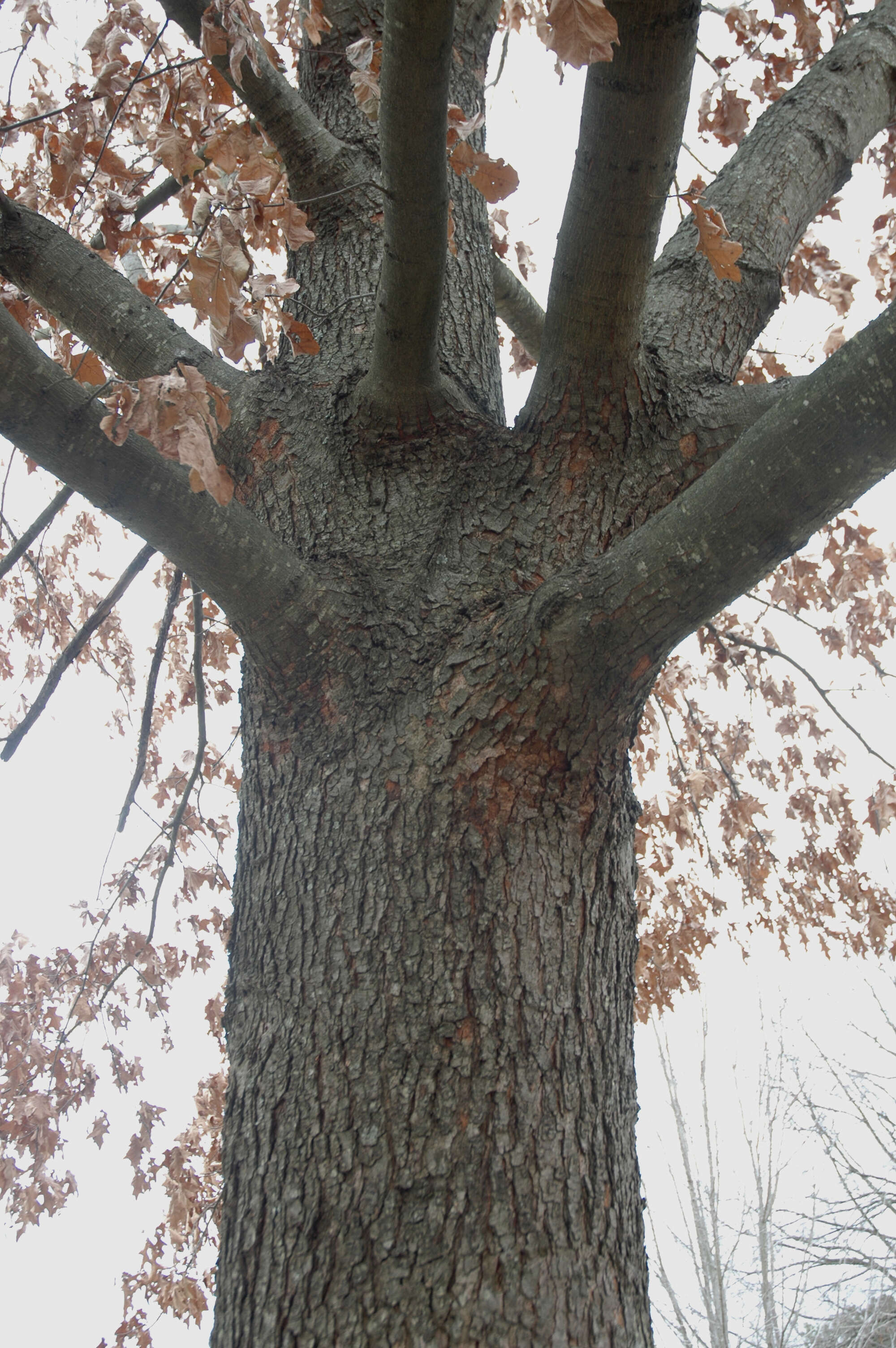 Image de Quercus pagoda Raf.