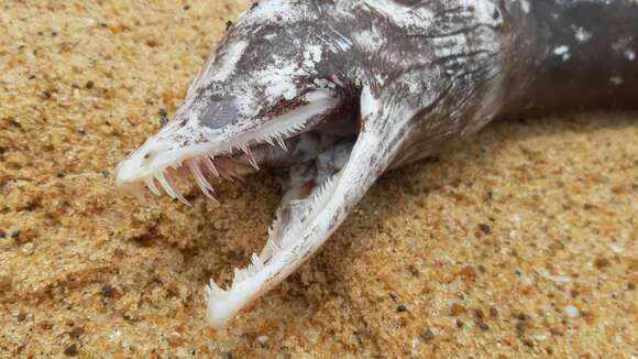 Image of Mottled Conger Moray