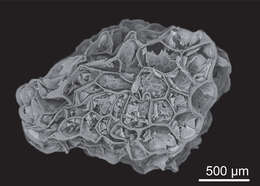 Image of Grausa acaulis (Phil.) Santilli, D. H. Cohen & R. H. Acuña