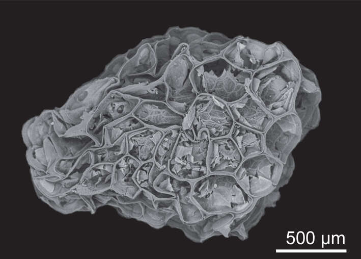 Image of Grausa acaulis (Phil.) Santilli, D. H. Cohen & R. H. Acuña