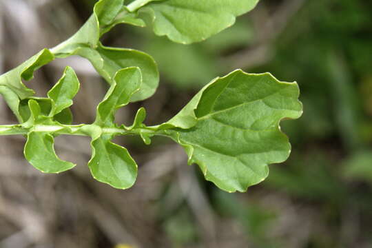 Image of medium flowered winter-cress