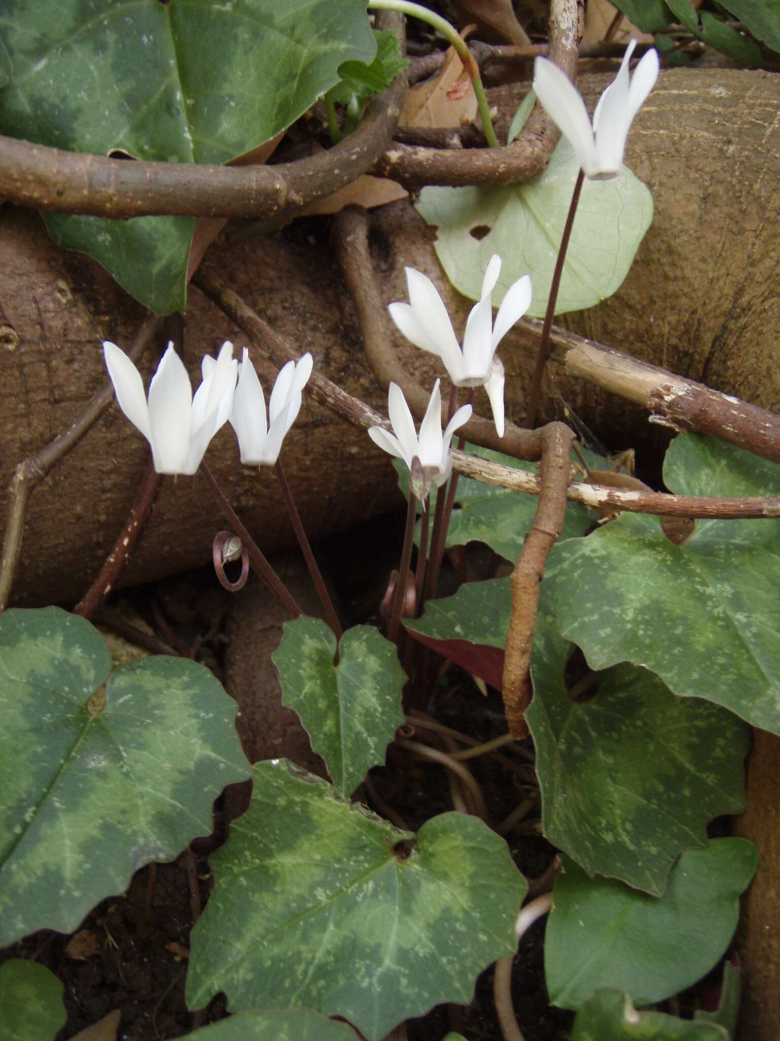 Image of Cretan cyclamen