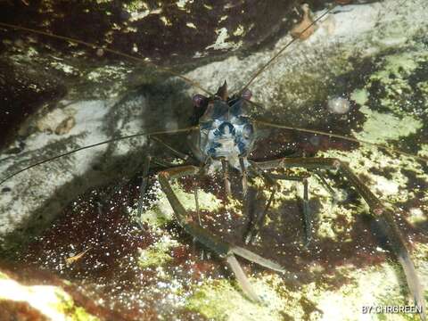 Image of cinnamon river shrimp