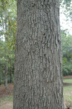 Image of Delta Post Oak