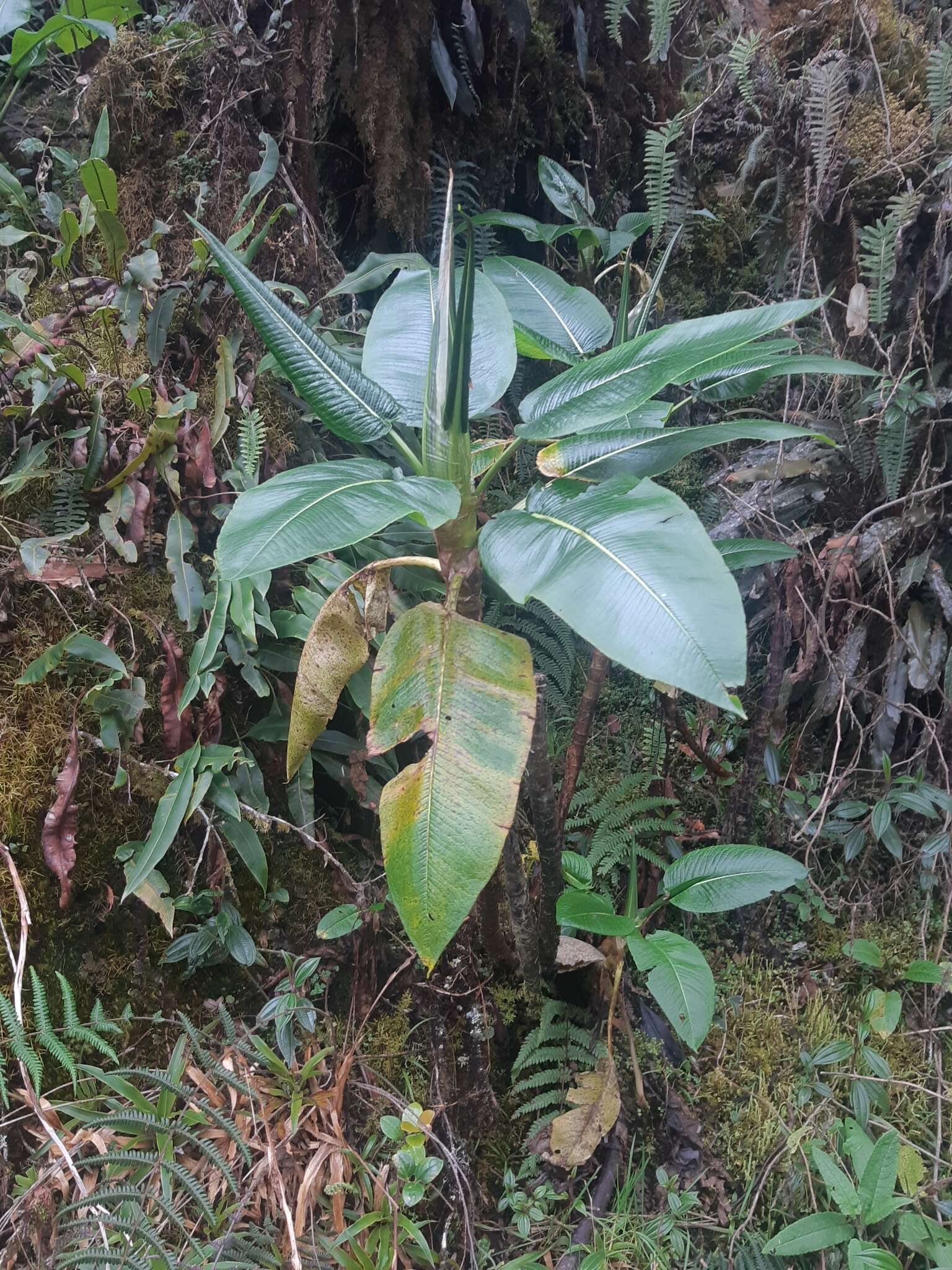 Rumex tolimensis Wedd.的圖片