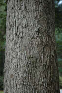 Image of Delta Post Oak