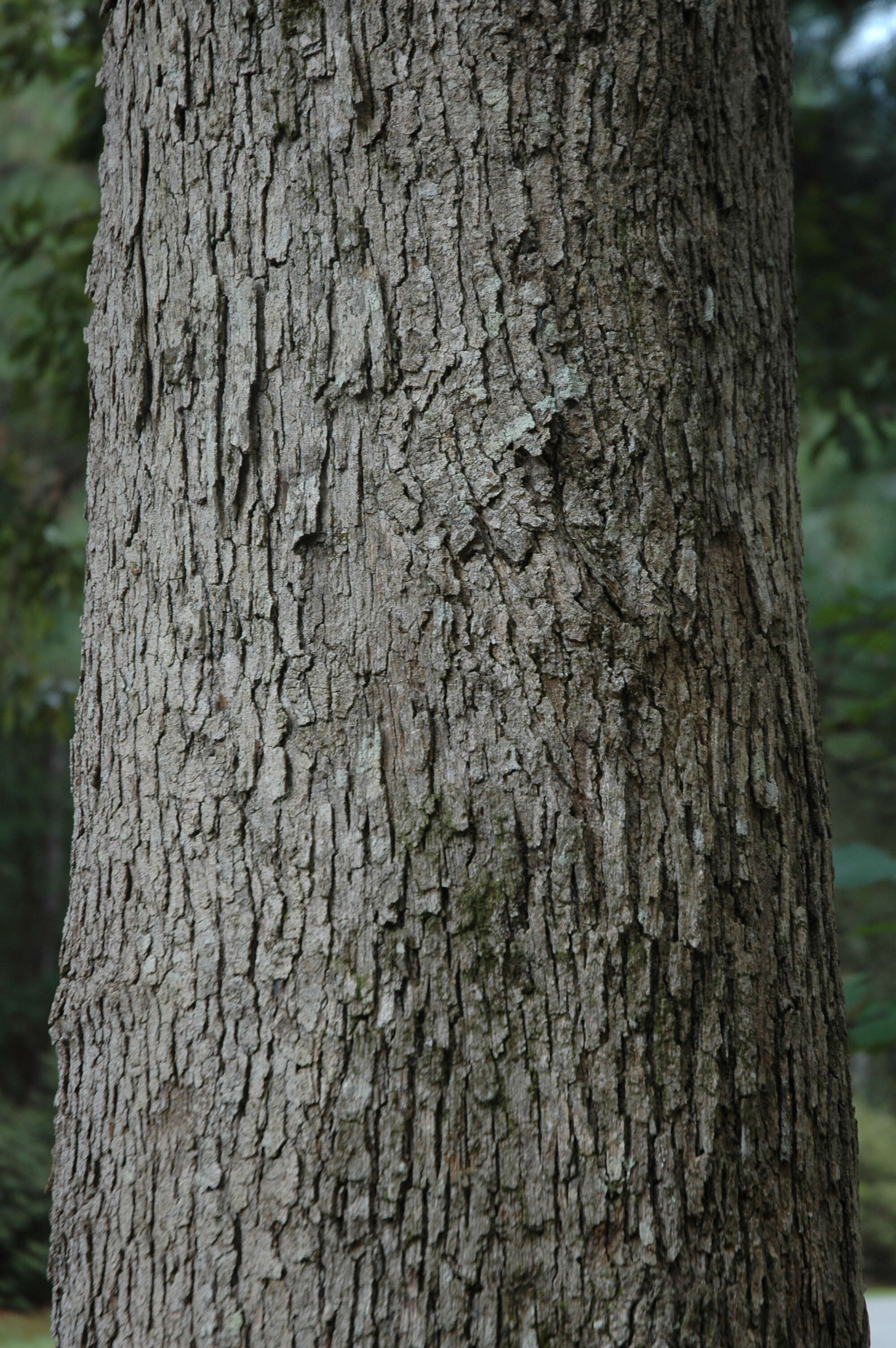 Image of Delta Post Oak