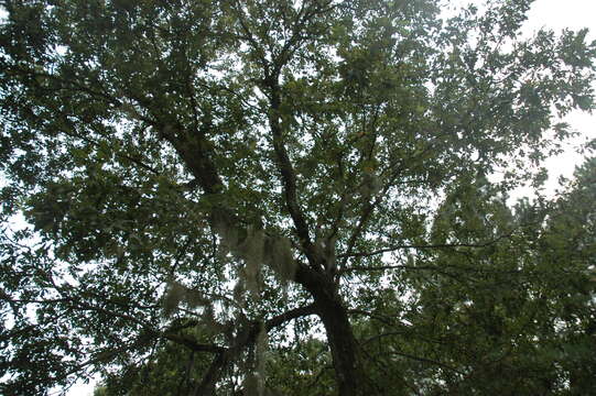 Image of Delta Post Oak