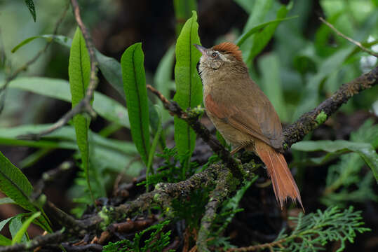 Image of Pallid Spinetail