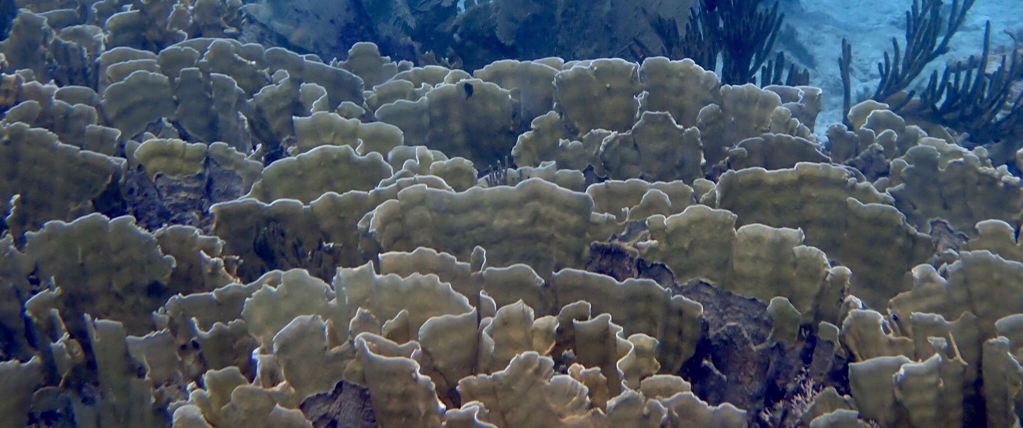 Image of Fire coral