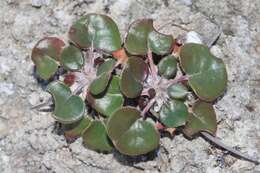 Image of Seven River Hills buckwheat