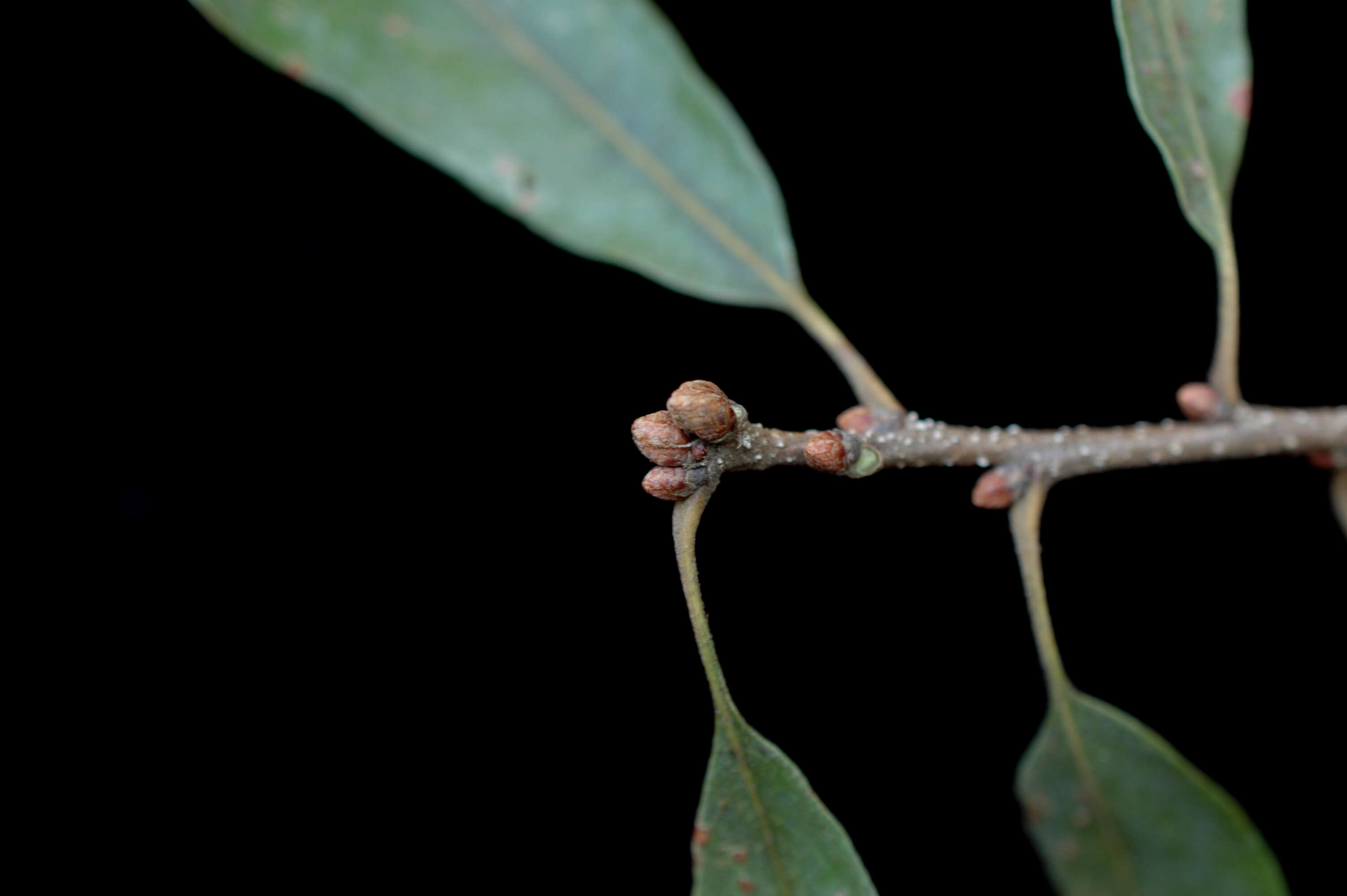 Image of Delta Post Oak