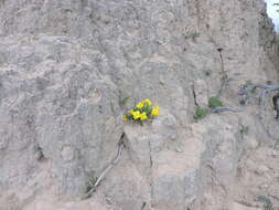 Image of Oenothera lavandulifolia Torr. & Gray