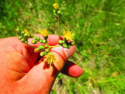 Image de Pilosella piloselloides (Vill.) Sojak