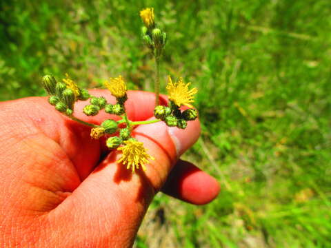 Imagem de Pilosella piloselloides (Vill.) Sojak