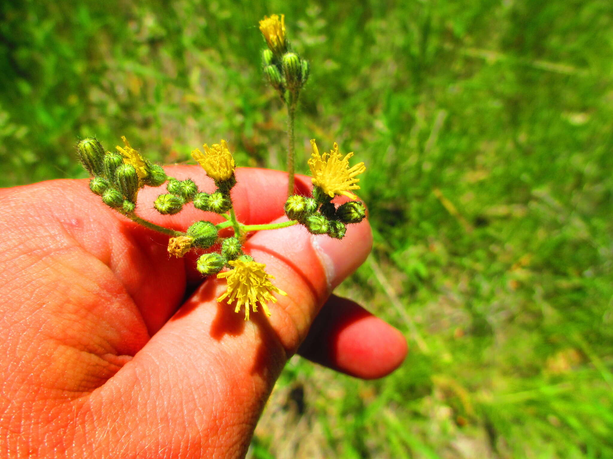 Image de Pilosella piloselloides (Vill.) Sojak