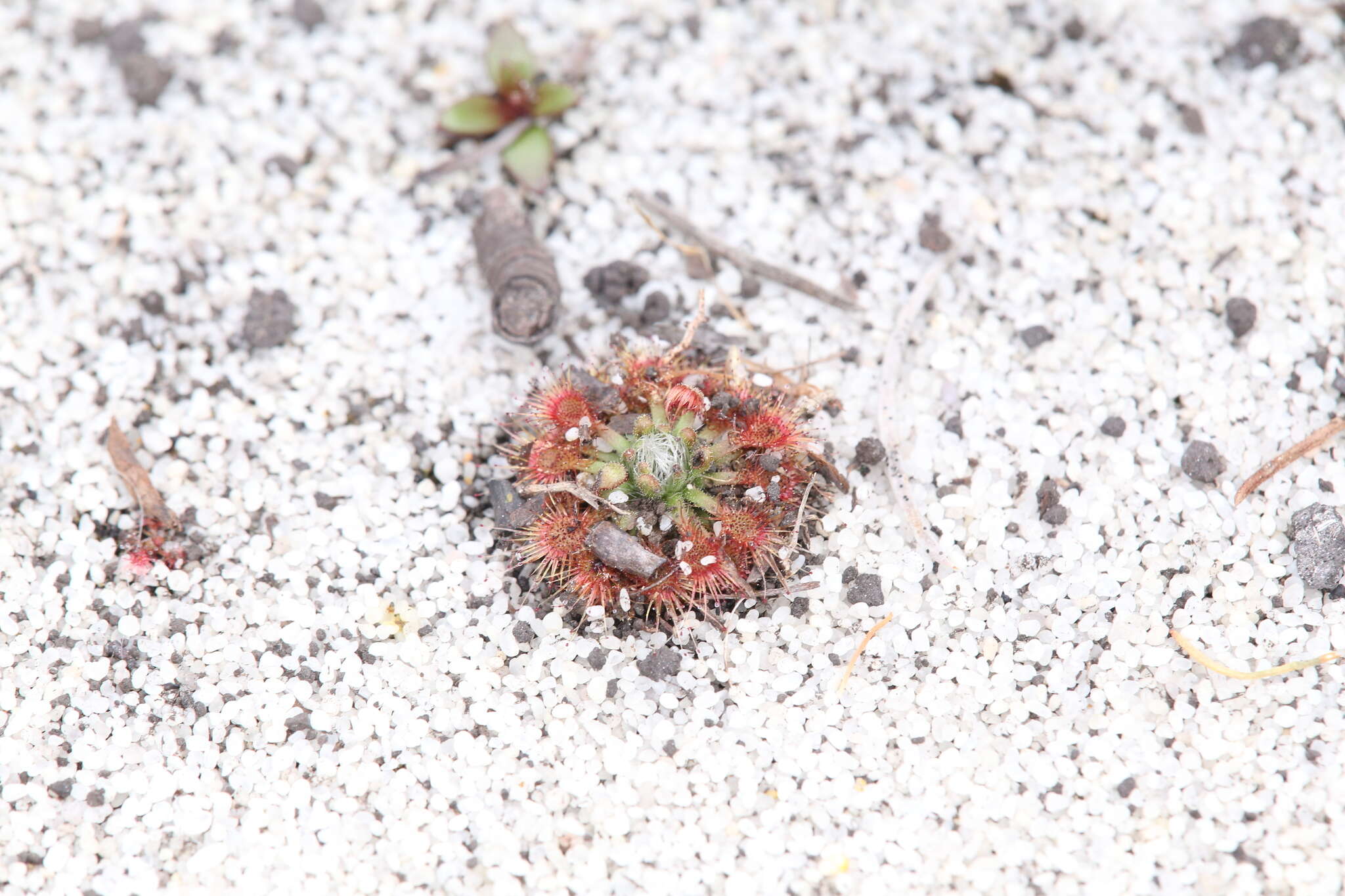 Image of Drosera patens Lowrie & Conran