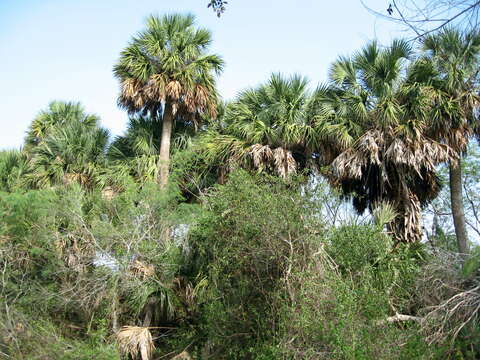 Image of Rio Grande palmetto