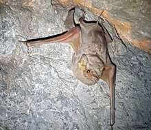 Image of Common Sheath-tailed Bat