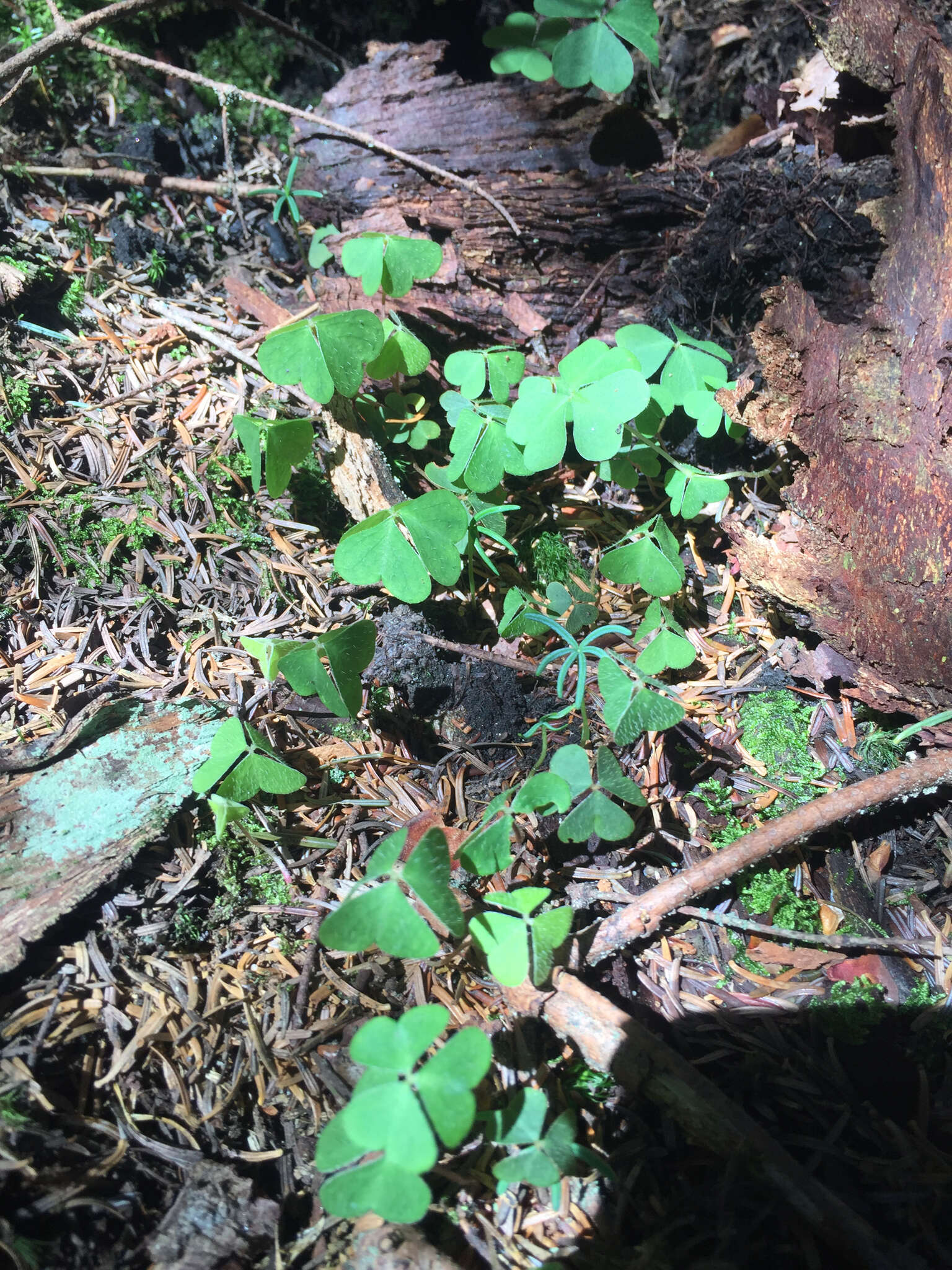 Image of mountain woodsorrel